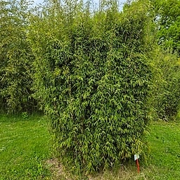 019 Fargesia Jiuzhaigu 4