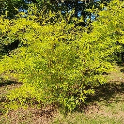 026 Phyllostachys Edulis