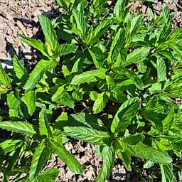 Menthe