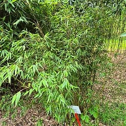 006 Thamnocalamus Denudatus