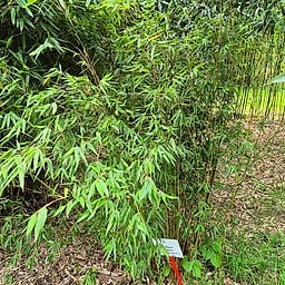 006 Thamnocalamus Denudatus