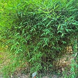 007 Fargesia Nitida "Great Wall"