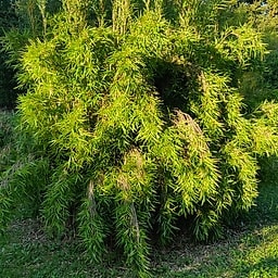 015 Yushania Anceps "Pitt White"