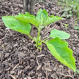 Aubergine
