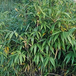 057 Sasa Kurilensis "Shimofuri"