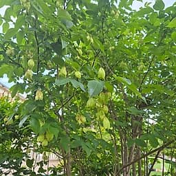 Faux pistachier