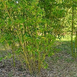 023 Phyllostachys Dulcis