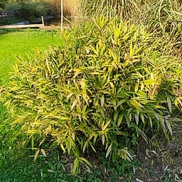 016 Arundinaria Auricana "Chrysophylla"