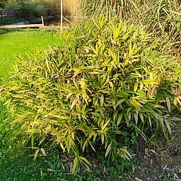 016 Arundinaria Auricana "Chrysophylla"