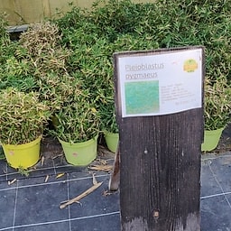 Pleioblastus pygmaeus