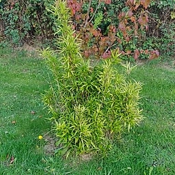 056 Chimonobambusa Marmorea Variegata