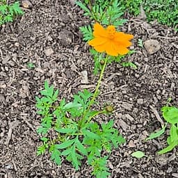 Cosmos