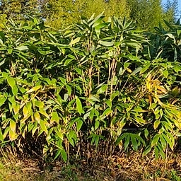 037 Sasa x Cernua "Nebulosa"