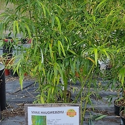 Phyllostachys vivax haugwebzhu