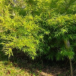 002 Chimonobambusa Tumidissinoda