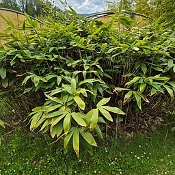 049 Sasa Palmata Nebulosa