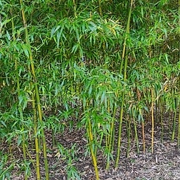 021 Phyllostachys Bambusoides Castillonis Inversa