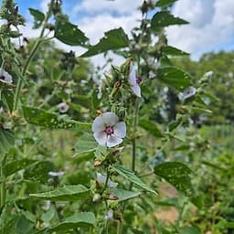 Guimauve Officinale