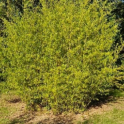 033 Phyllostachys Glauca