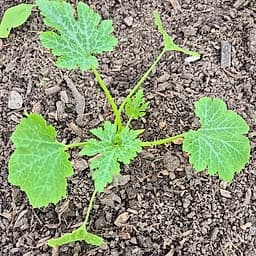 Courgette jeune Rheinau gold