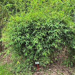 007 Fargesia Nitida "Great Wall"