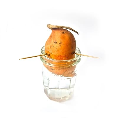 Patate douce