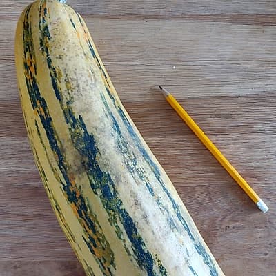 Courgette nimba