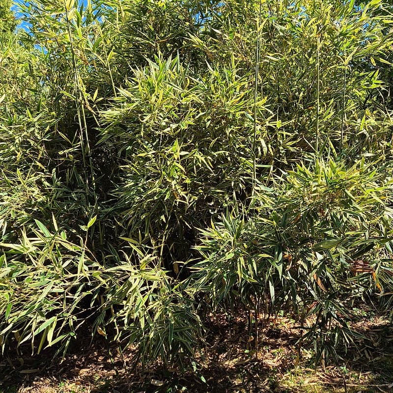 009 Phyllosasa Tranquillans Shiroshima