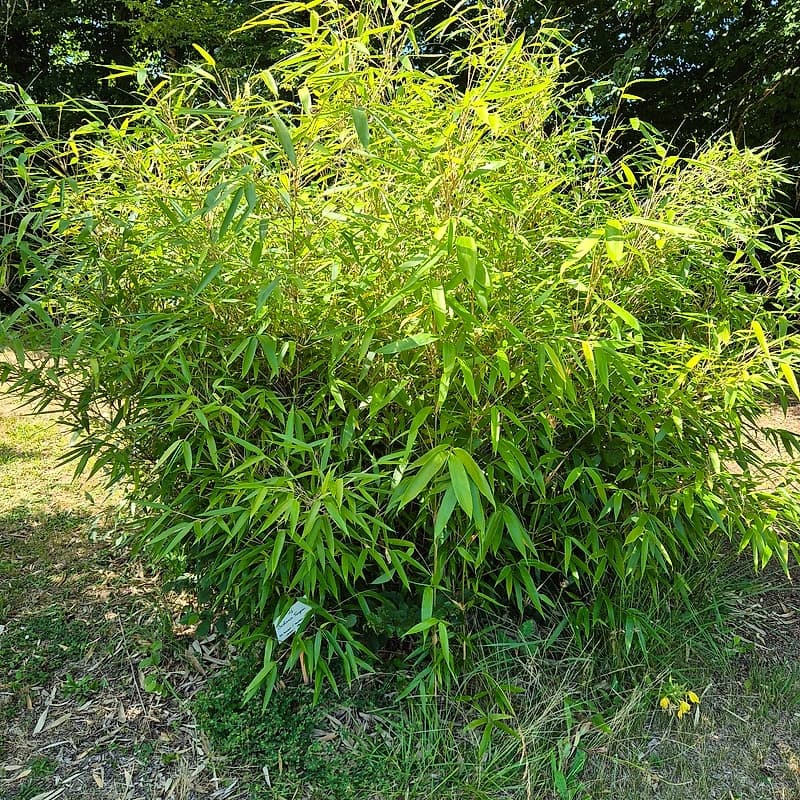 074 Bashania Fargesii