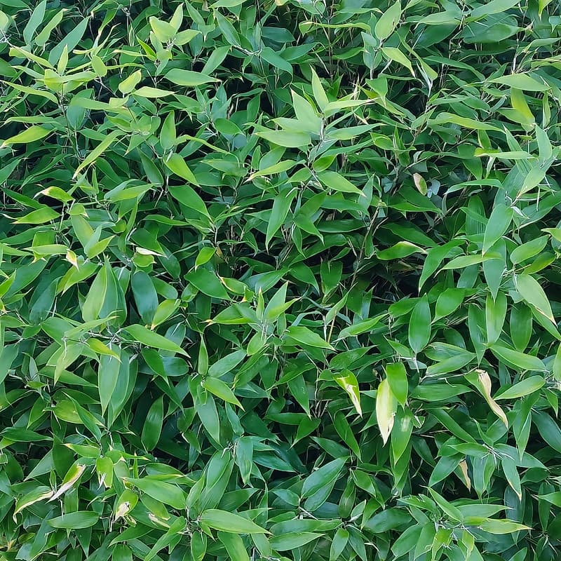 041 Shibatea Chiangshanensis