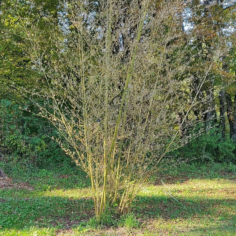 012 Phyllostachys Nigra Henonis