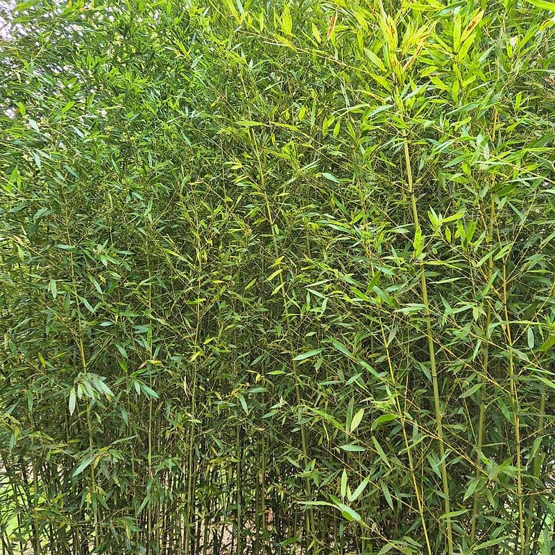 005 Phyllostachys Aurita