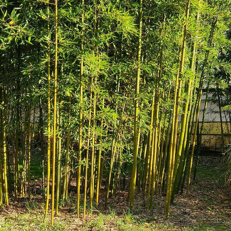046 Phyllostachys Praecox