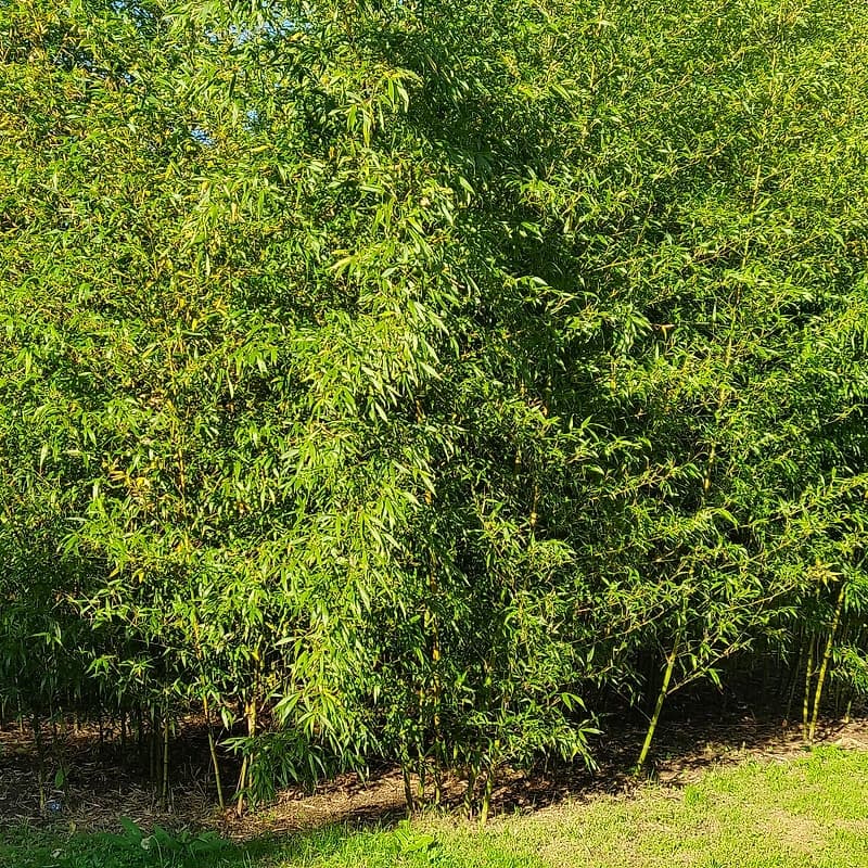 020 Phyllostachys Bambusoides Castillonis