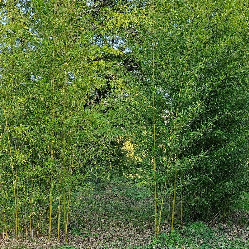 001 Phyllostachys Nigra Boryana