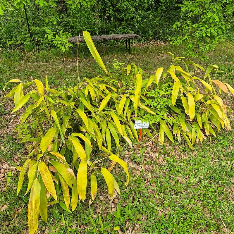 052 Arundinaria Ragamowski