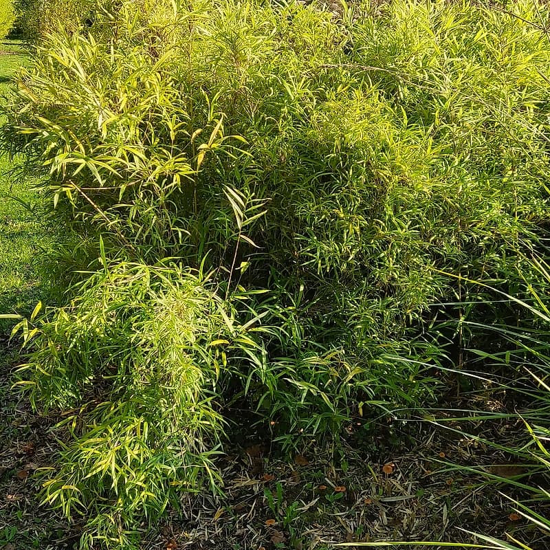 025 Arundinaria Chino Angustifolla