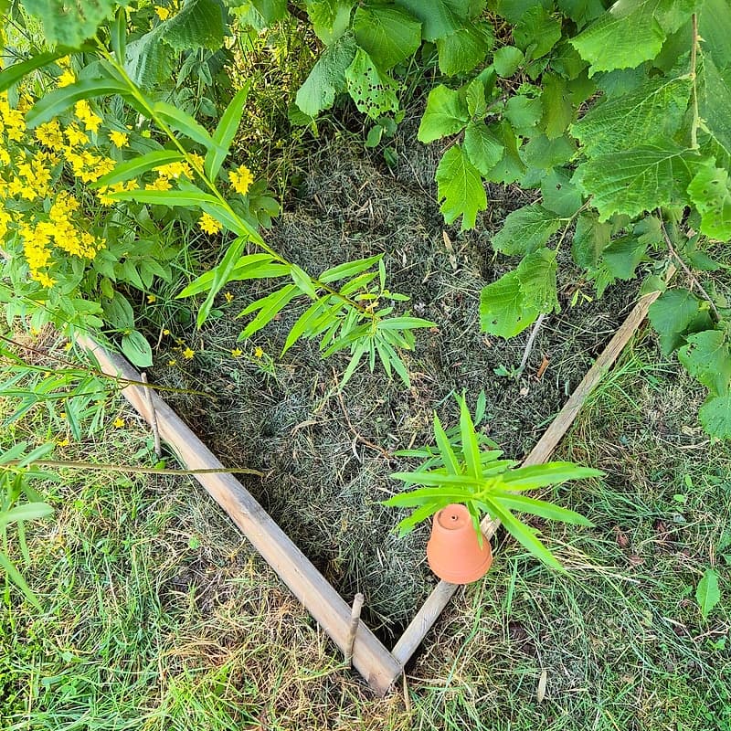 Saule américain de Plock