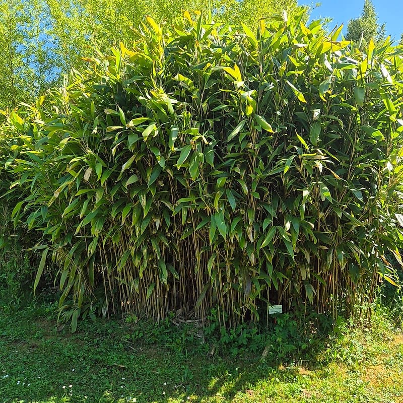 014 Arundinaria Hopei