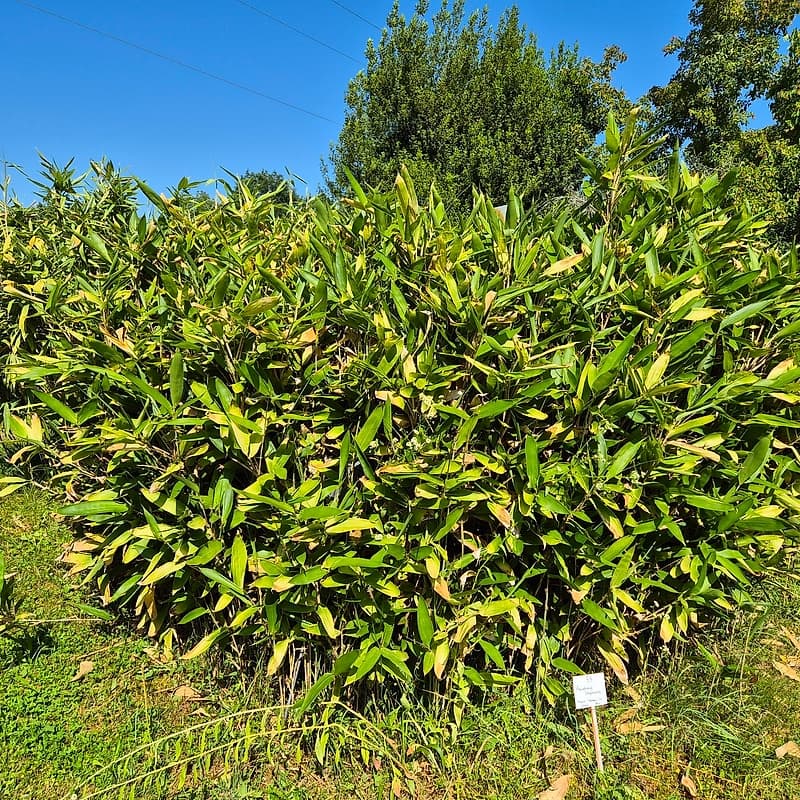 058 Arundinaria Longiaurita