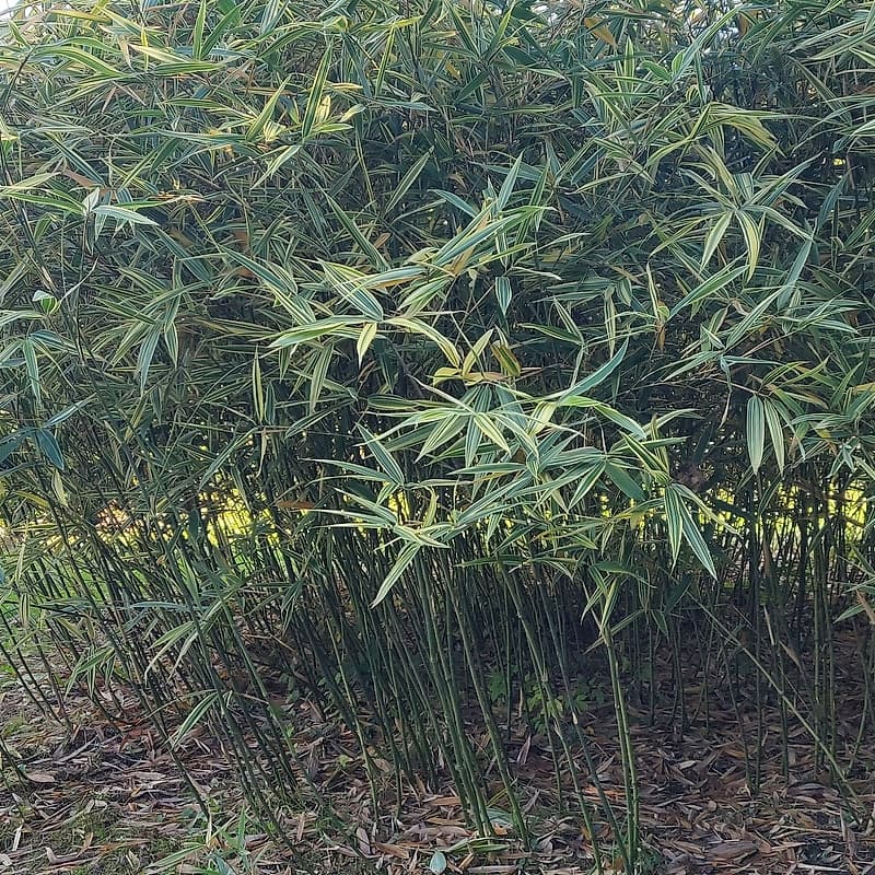 009 Phyllosasa Tranquillans Shiroshima