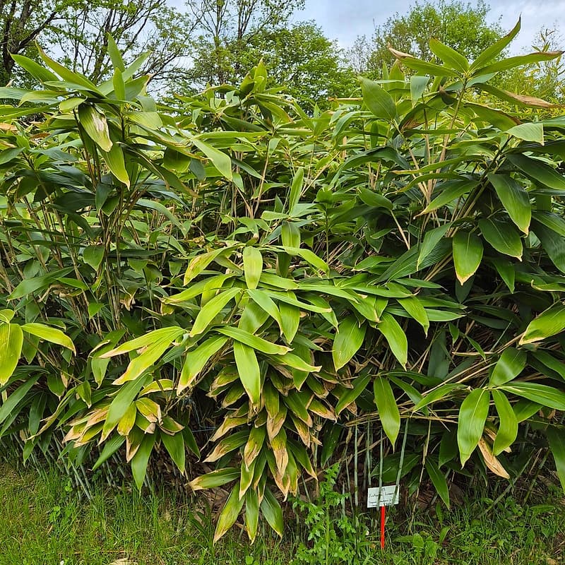 039 Yushania Linearis