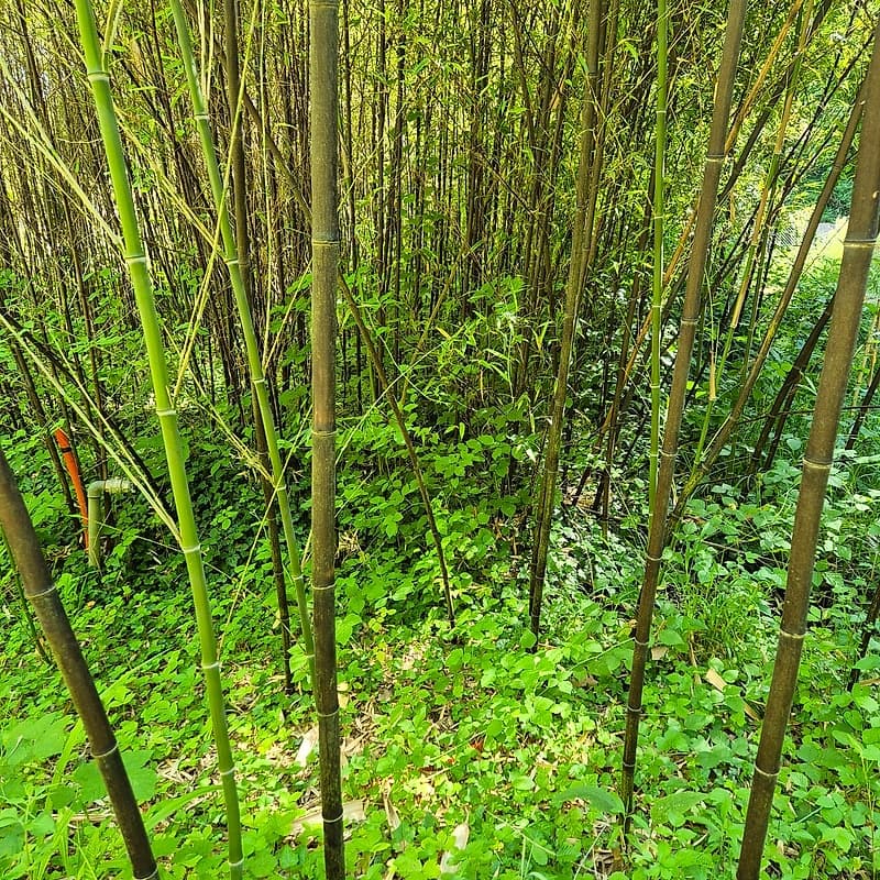 003 Phyllostachys Nigra