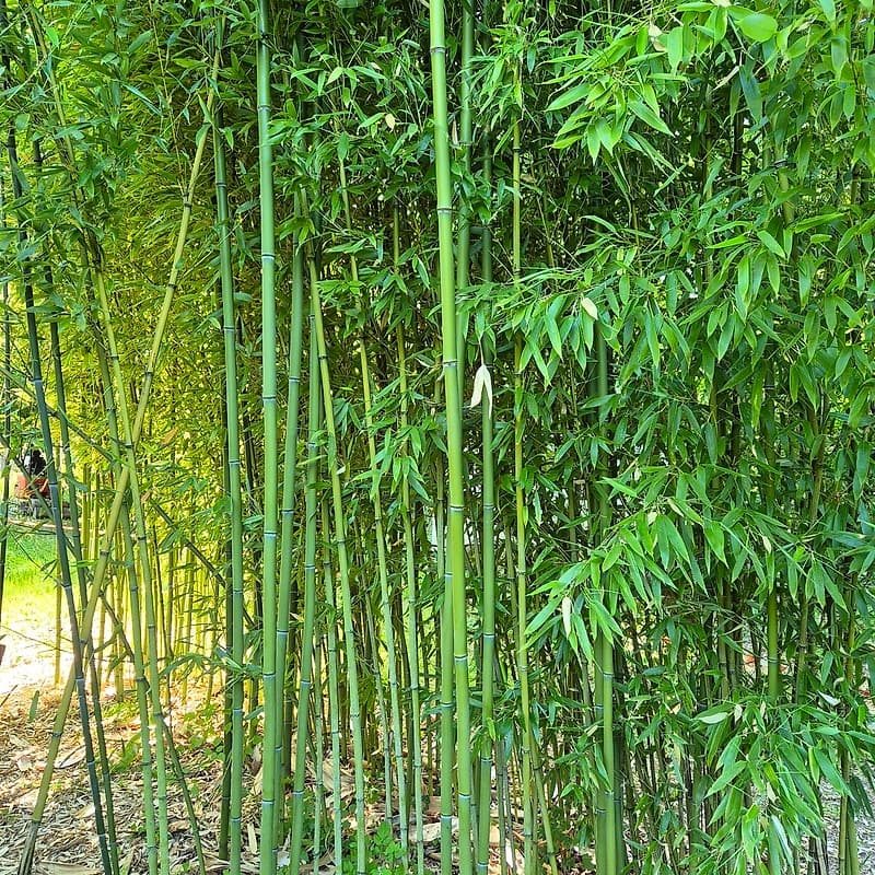 005 Phyllostachys Aurita
