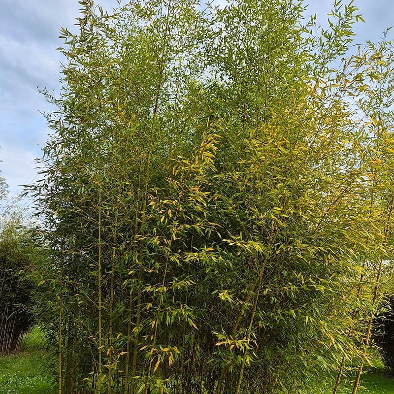 036 Phyllostachys Viridis "Robert Young"
