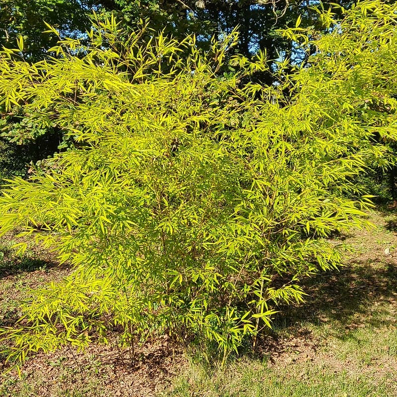 026 Phyllostachys Edulis