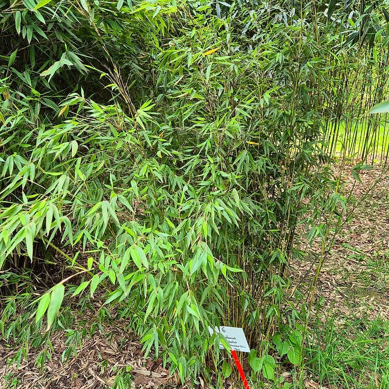006 Thamnocalamus Denudatus