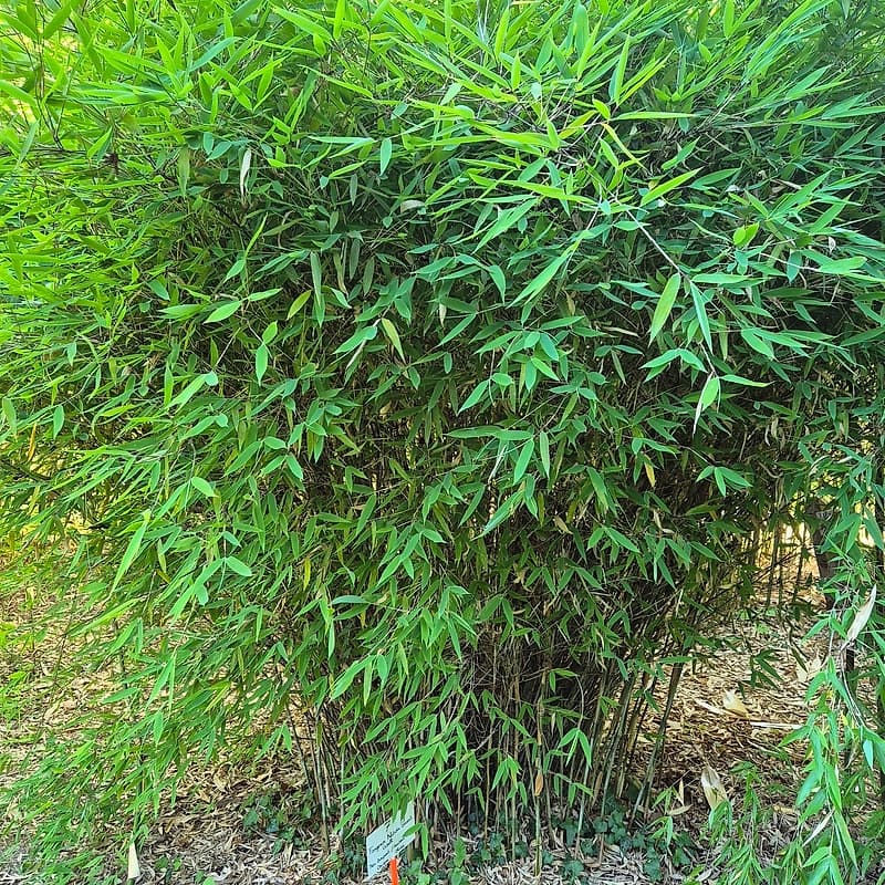 007 Fargesia Nitida "Great Wall"