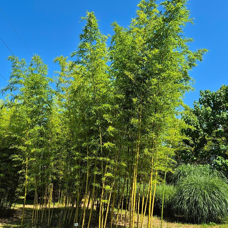040 Phyllostachys Vivax Jantonging