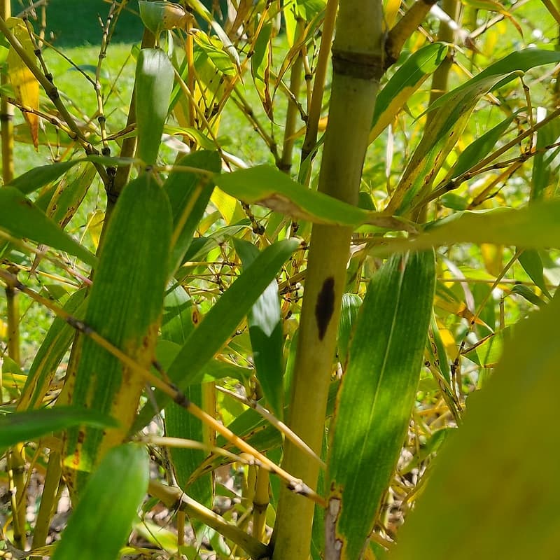 031 Phyllostachys Bambusoides "Lacrima Deae"